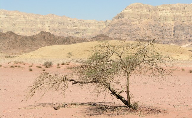 tamerisco.jpg_edited